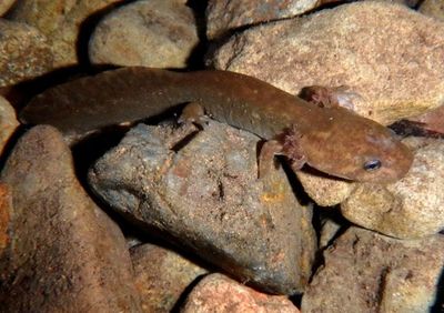 California Giant Salamander; juvenile