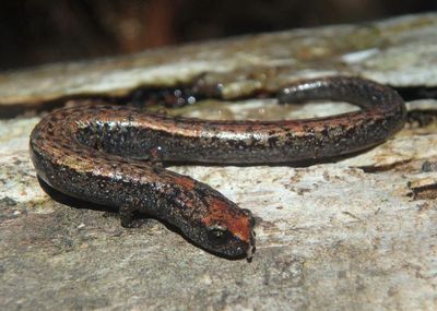 California Slender Salamander