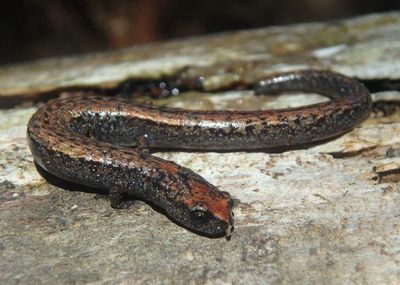 California Slender Salamander 