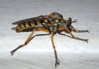 Callinicus pictitarsis; Robber Fly species