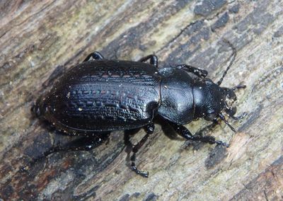 Calosoma cancellatum; Ground Beetle species