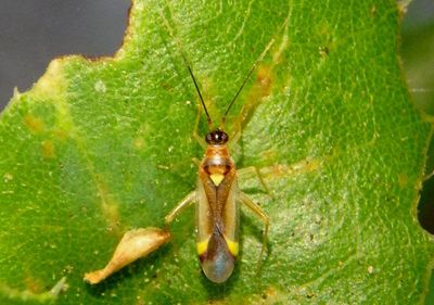 Campyloneura virgula; Plant Bug species 