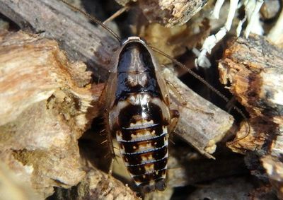 Capraiellus panzeri; Lesser Cockroach; exotic