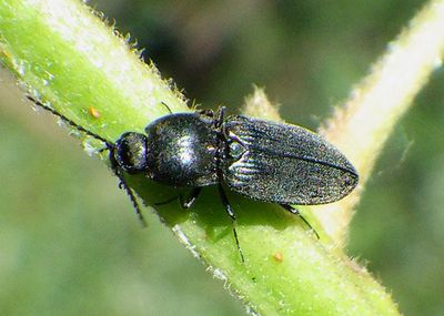 Cardiophorus Click Beetle species