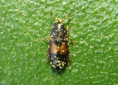 Carpophilus discoideus; Sap-feeding Beetle species