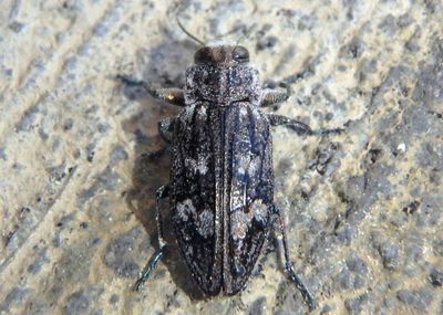 Chrysobothris femorata complex; Metallic Wood-boring Beetle species