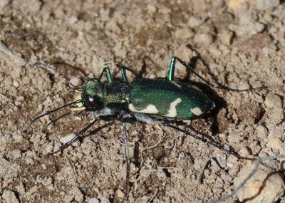 Cicindela longilabris perviridis; Boreal Long-lipped Tiger Beetle