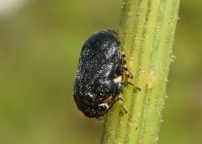 Clastoptera lineatocollis complex; Spittlebug species 