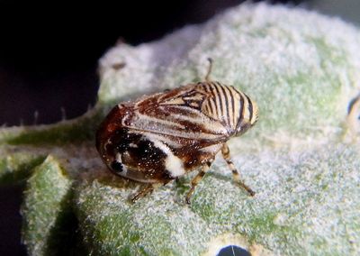 Clastoptera lineatocollis complex; Spittlebug species