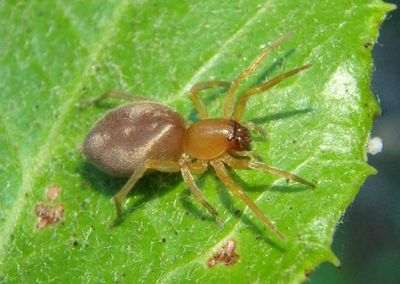 Clubiona Leafcurling Sac Spider species