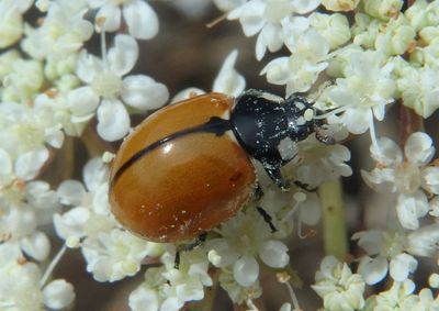 Coccinella californica; California Lady Beetle 