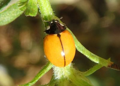 Coccinella californica; California Lady Beetle
