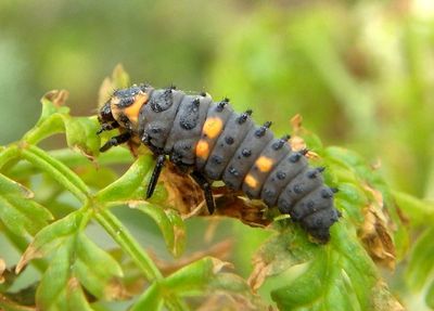 Coccinella septempunctata; Seven-spotted Lady Beetle larva; exotic