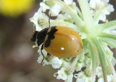 Coccinella trifasciata subversa; Pacific Three-banded Lady Beetle
