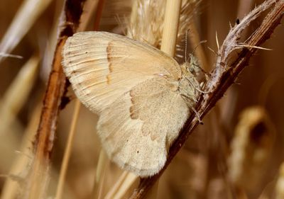 Coenonympha tullia california; California Ringlet