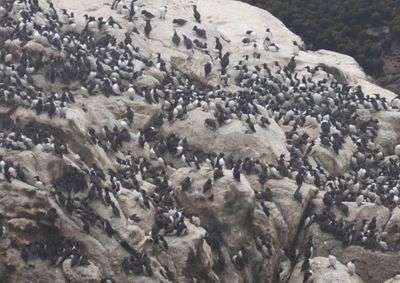 Common Murre colony