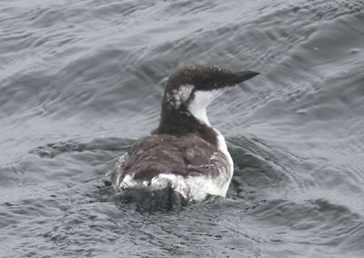 Common Murre; immature