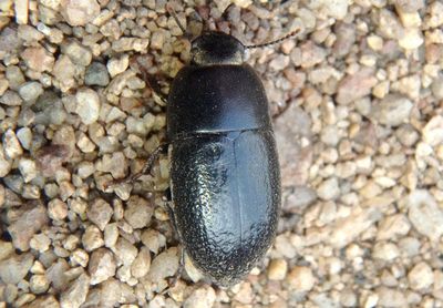 Coniontis Darkling Beetle species