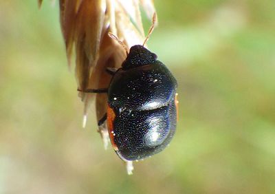 Corimelaena Ebony Bug species