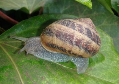 Cornu aspersum; Garden Snail; exotic