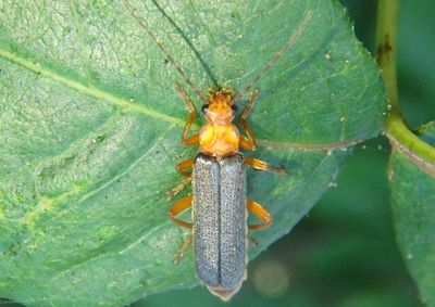 Cultellunguis Soldier Beetle species