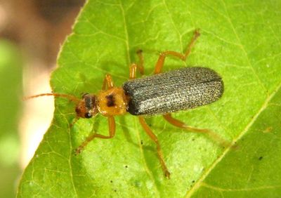 Cultellunguis Soldier Beetle species