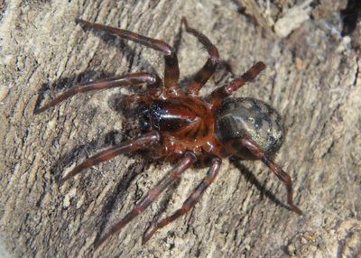 Cybaeus Spider species