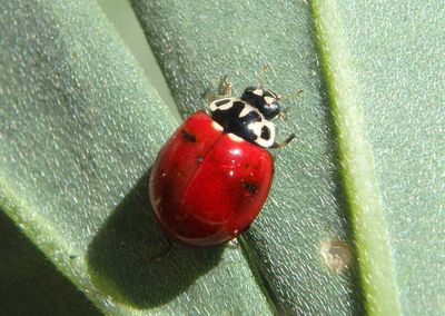 Cycloneda polita; Western Polished Lady Beetle