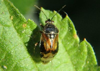 Deraeocoris Plant Bug species 