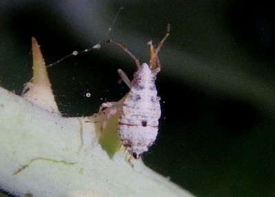 Deraeocoris Plant Bug species nymph