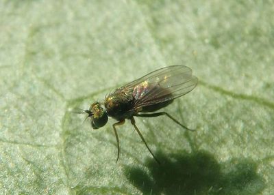 Diaphorinae Long-legged Fly species