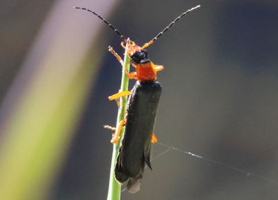 Dichelotarsus Soldier Beetle species