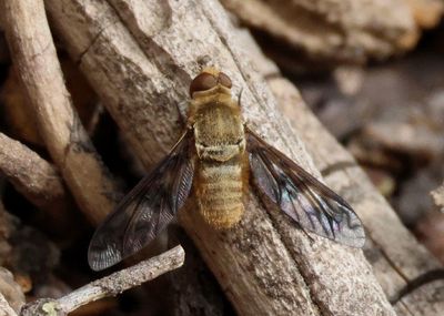 Dipalta serpentina; Bee Fly species