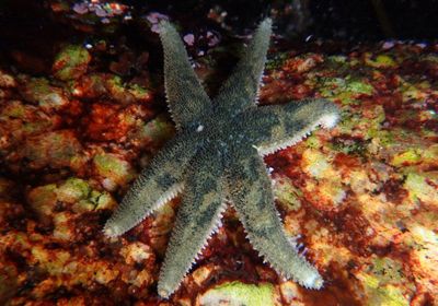 Drab Six-armed Sea Star 