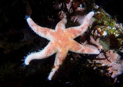 Drab Six-armed Sea Star 