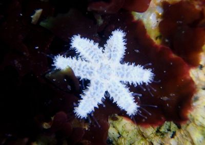 Drab Six-armed Sea Star; juvenile
