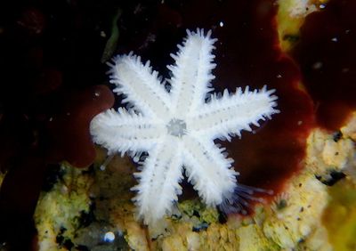 Drab Six-armed Sea Star; juvenile 