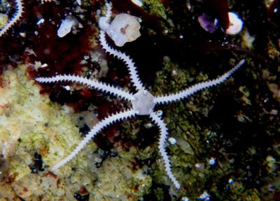 Dwarf Brittle Star 