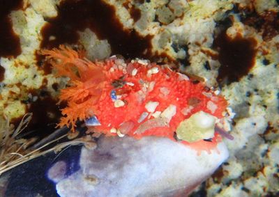 Dwarf Sea Cucumber