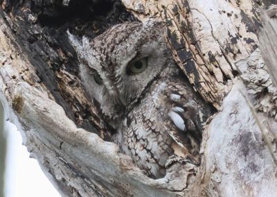 Eastern Screech Owl; gray morph