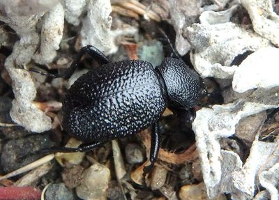 Eleodes cordata; Darkling Beetle species