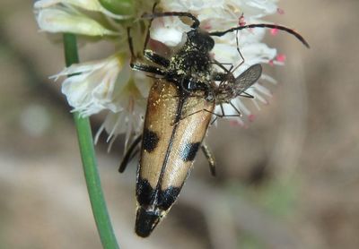 Etorofus propinquus; Flower Longhorn species