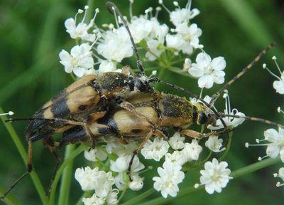 Etorofus soror; Flower Longhorn species pair 