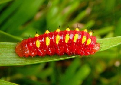 Eumaeus atala; Atala caterpillar