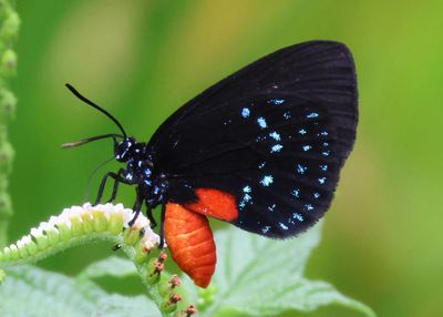 Eumaeus atala; Atala