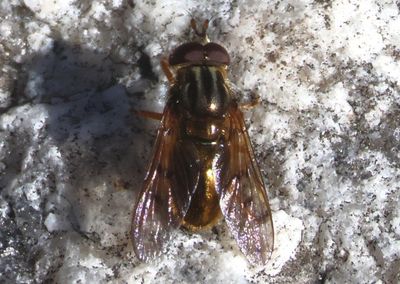 Ferdinandea croesus; Syrphid Fly species; male