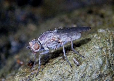 Fucellia Seaweed Fly species