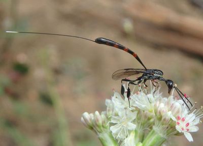 Gasteruption Carrot Wasp species; female