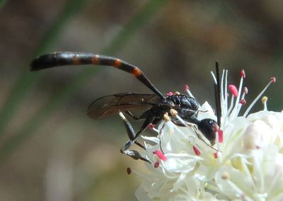 Gasteruption Carrot Wasp species; male