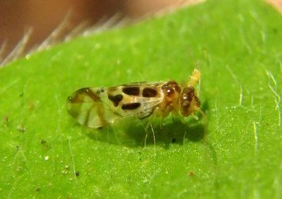 Graphopsocus cruciatus; Barklouse species; exotic